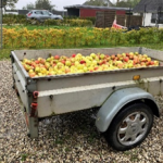 Æblepressedag i Vissing